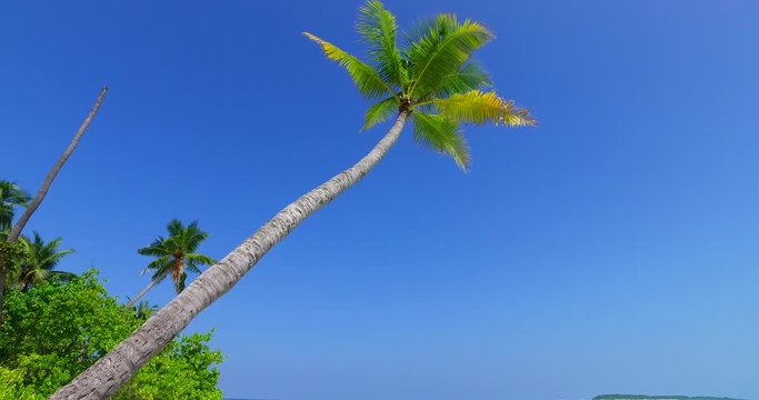 Close up on bent palm trees over white sandy beach in blue sky background, Komandorski Islands