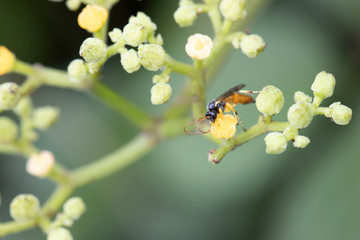 ヤブガラシの蜜を吸う蜂
