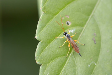 葉の上にとまる蜂