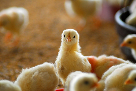 Chiken 7 days old