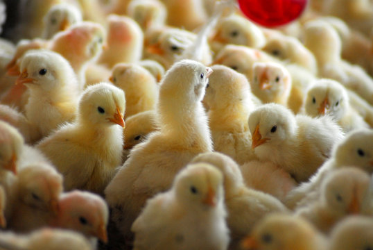 ducks on a white background