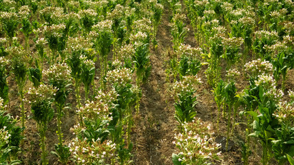 Tobacco garden with wide leaves