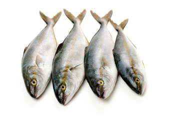 Mackerel on white background