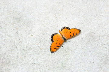 Fototapeta na wymiar A butterfly with orange wings resting on the concrete wall in a closeup portrait