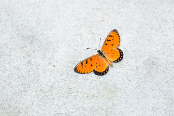 A butterfly with orange wings resting on the concrete wall in a closeup portrait