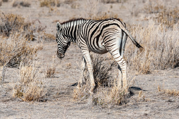 Fototapeta na wymiar A Burchell's Plains zebra -Equus quagga burchelli- standing on the plains of Etosha National Park, Namibia.