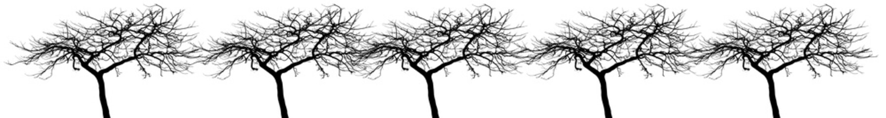silhouettes d’arbres 