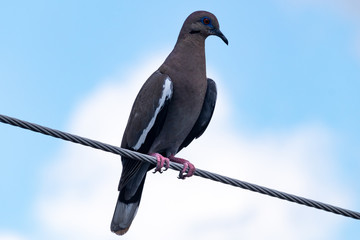 A lonesome gray and white dove, resting on a cable under a blue cludy sky, isolated.