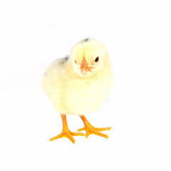 Small yellow chicken isolated on a white background.