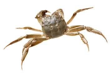 Crab isolated in white background