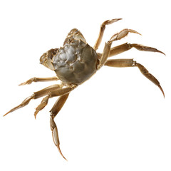 Crab isolated in white background