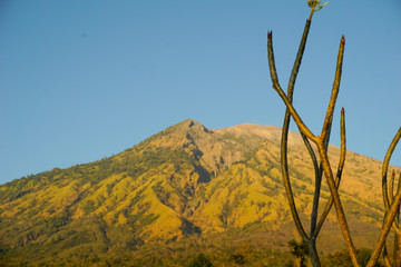 A tree without leaves, but with flowers on top, with mountains behind