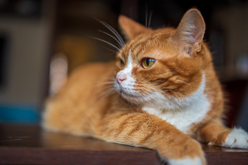 Red domestic cat. Close-up photo.