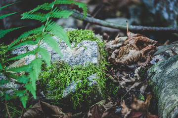 Waldboden im Herbst mit Moos und Laub und Farn