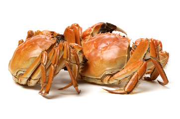 Cooked crab isolated in white background