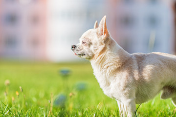 Chihuahua runs in the city on the grass.