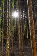 landscape in a fir forest