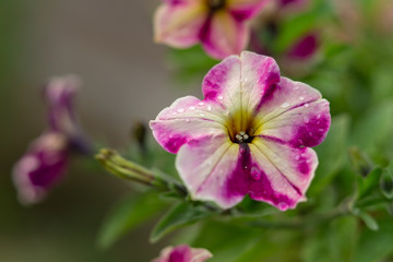 Fototapeta na wymiar Petunia flowers. Pink star petunia close up with drops of water in the garden after rain