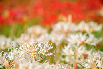赤をバックにシロバナマンジュシャゲの花花