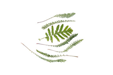 Green leaves of plants on an isolated white background.