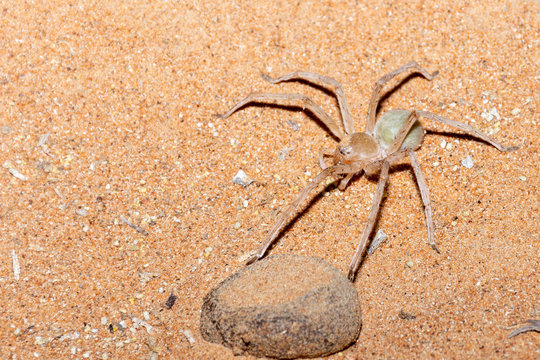 Large hairy yellow and orange desert spider in the sand at night in the United Arab Emirates.