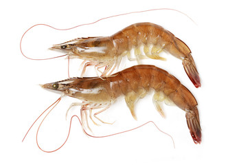 shrimps on a white background 
