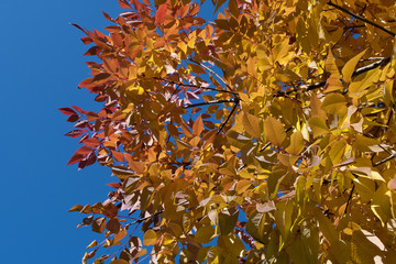 Orange and yellow foliage leaves on the tree high in the sky, plant texture