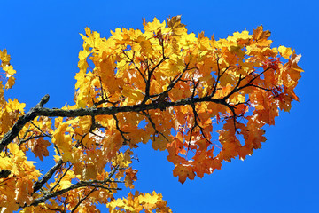 Ahornblätter im Herbst