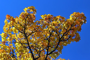 Fototapeta premium Ahornblätter im Herbst