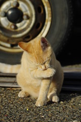 Fototapeta premium 毛繕い中の猫