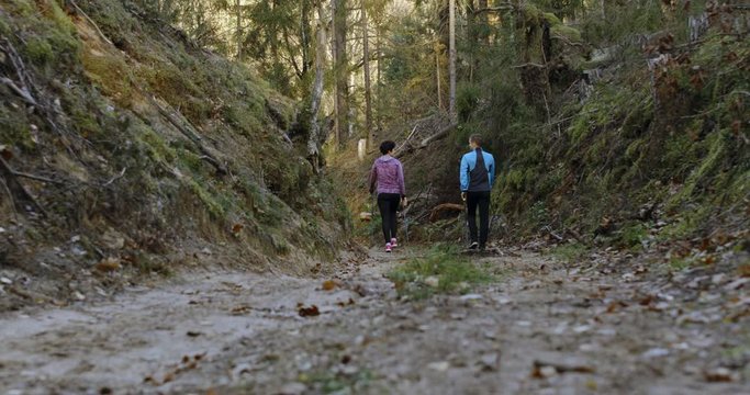 Middle aged Caucasian couple or friends practicing nordic walking on a scenic forest trail in autumn. 4K UHD 50 FPS SLOW MOTION RAW graded footage