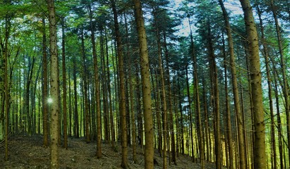 Fototapeta na wymiar landscape in a fir forest