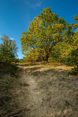 Sandiger Weg an der Binnend&uuml;ne "Heiligenseer Baumberge" im herbstlichen Berliner "Tegeler Forst"