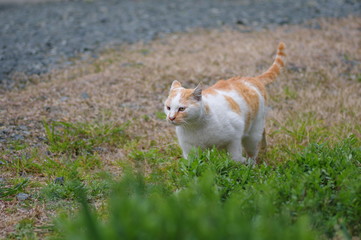 歩く猫