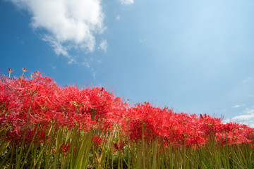 空の下の曼珠沙華の花花