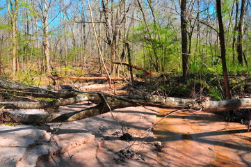 natural river in the forest