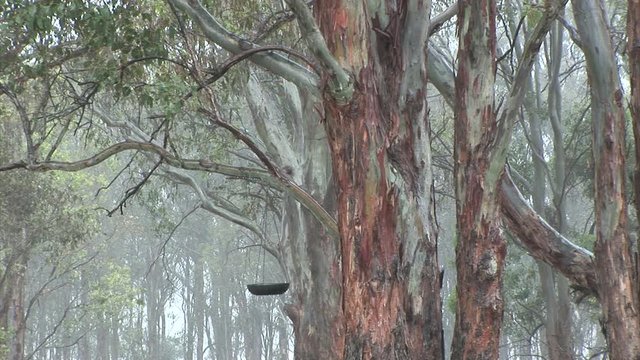 Raining on Gumtree