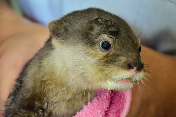 Baby otter