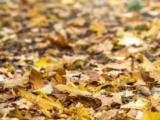 Orange and yellow fallen maple leaves in the sunlight.