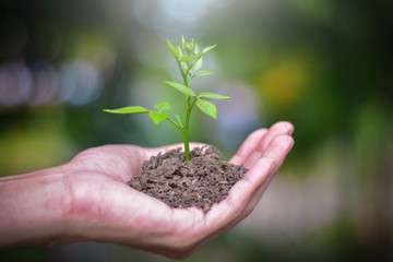 Hand holding a tree that is planted in the soil