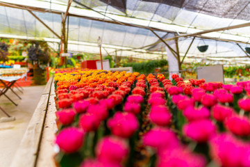 colorful flowers in greenhouse