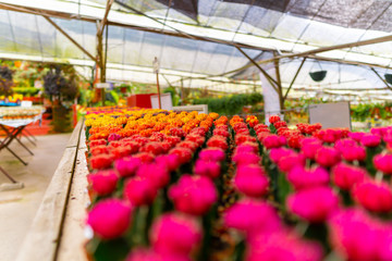 Fototapeta na wymiar colorful flowers in greenhouse