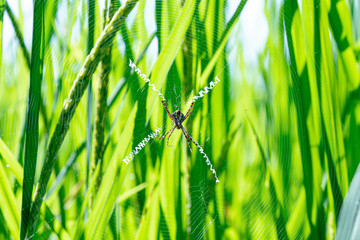 Yellow striped spider outside in nature in her spider web.