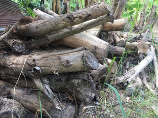 Dry log , firewood