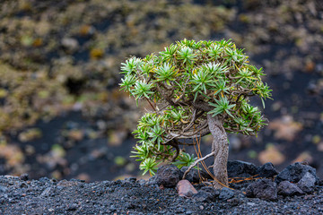 Balsam-Wolfsmilch (Euphorbia balsamifera) auf La Palma