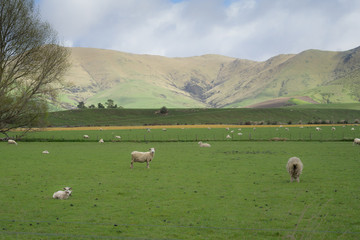 Fototapeta na wymiar Flock of sheeps at dairy farm in New Zealand.