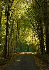 Fototapeta premium a tunnel of trees in the forest