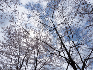Fototapeta premium 京都_蹴上インクライン_桜