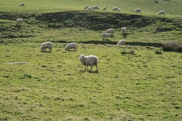 Flock of sheeps at dairy farm in New Zealand.