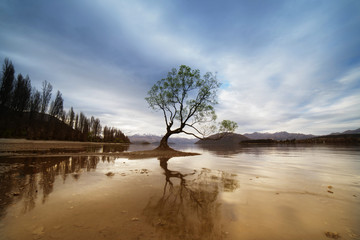 That wanaka tree.Beautiful view at wanaka tree,the famous willow tree located at the lake wanak shore in slow shutter mood.